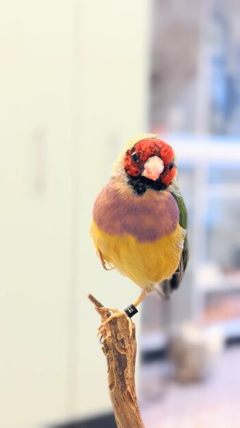 Gouldamadine pastel - Afbeelding 2
