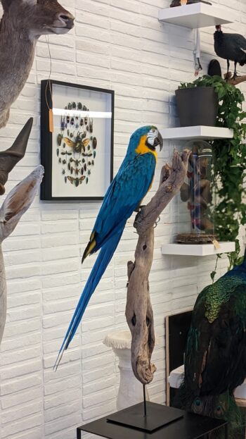 Blauwgele ara - Afbeelding 3