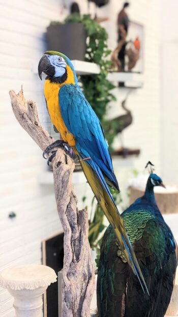 Blauwgele ara - Afbeelding 2