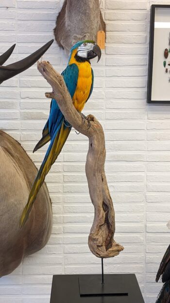 Blauwgele ara - Afbeelding 4