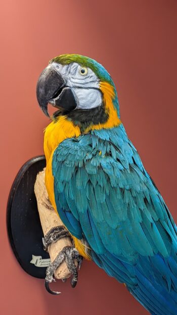 Blauwgele ara, muurmontage - Afbeelding 3