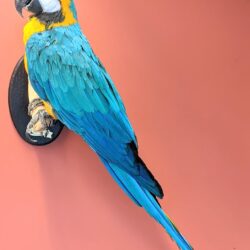 Blauwgele ara, muurmontage