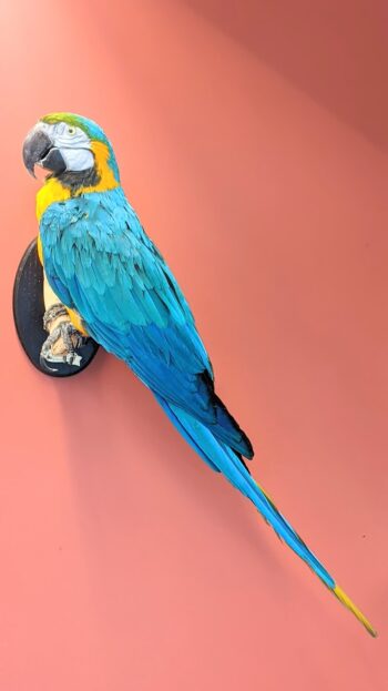 Blauwgele ara, muurmontage