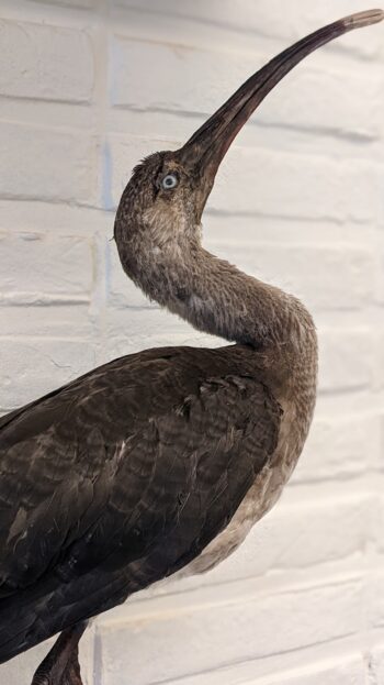 Rode ibis (jong) - Afbeelding 2