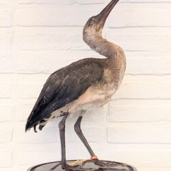 Rode ibis (jong)