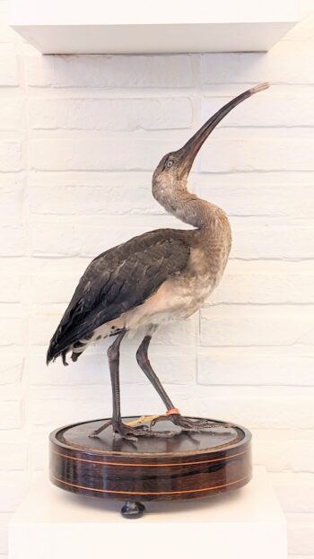 Rode ibis (jong)
