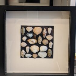 kader schelpen 2