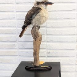 kookaburra op tak