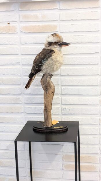 kookaburra op tak