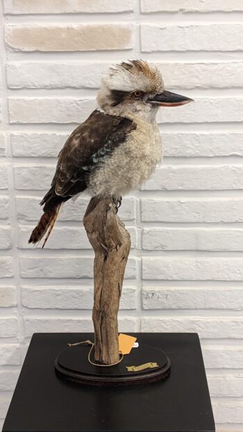 kookaburra op tak - Afbeelding 7
