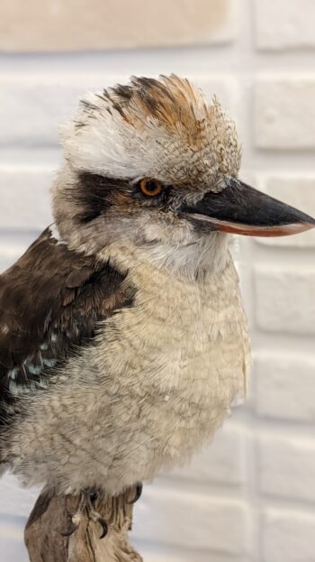 kookaburra op tak - Afbeelding 6