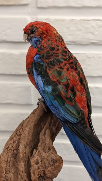 Pennant rosella - Afbeelding 2