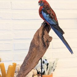 Pennant rosella