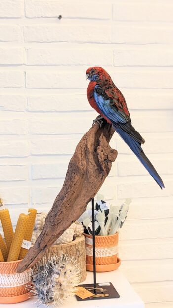 Pennant rosella