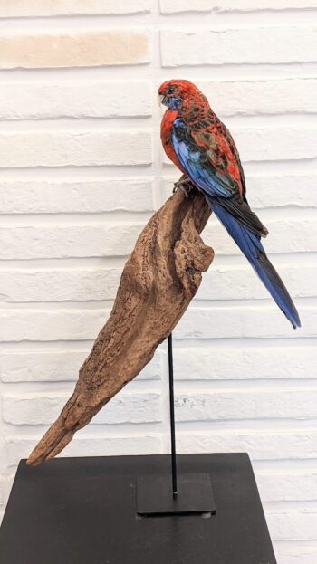 Pennant rosella - Afbeelding 3