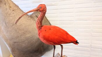 Rode ibis - Afbeelding 4