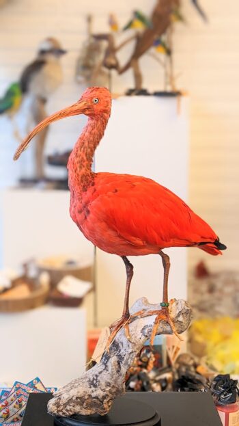 Rode ibis - Afbeelding 2