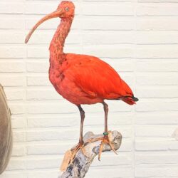 Rode ibis
