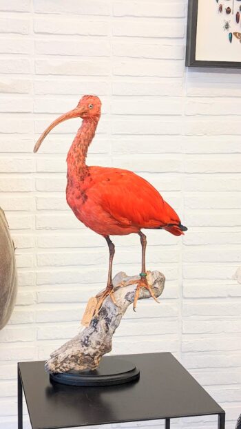 Rode ibis