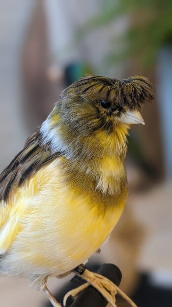 Gloster kanarie - Afbeelding 2