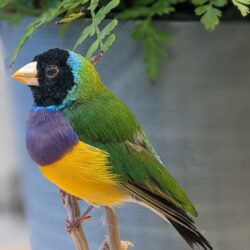 Gouldamadine