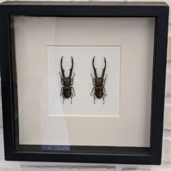 kader duo vliegende herten