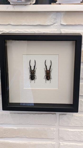 kader duo vliegende herten