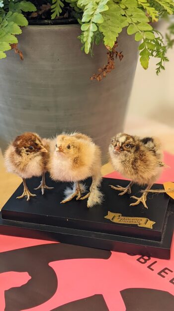 trio kuikens - Afbeelding 2