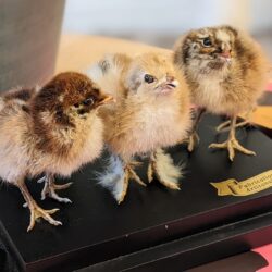 trio kuikens