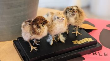 trio kuikens