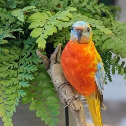 Turquoisine parkiet