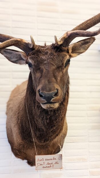 trofee Wapiti - Afbeelding 2