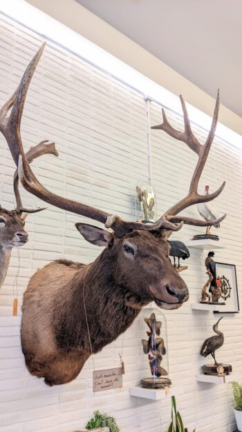 trofee Wapiti - Afbeelding 3