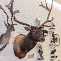 trofee Wapiti