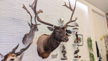 trofee Wapiti