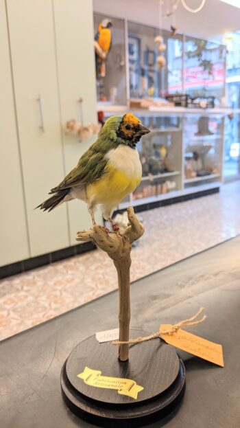 Gouldamadine oranje