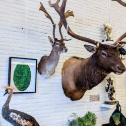 XL museumkader met keverschilden