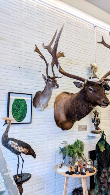 XL museumkader met keverschilden