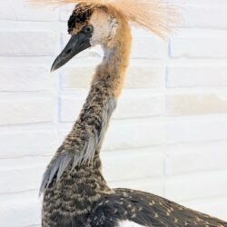 kraanvogel, juveniel