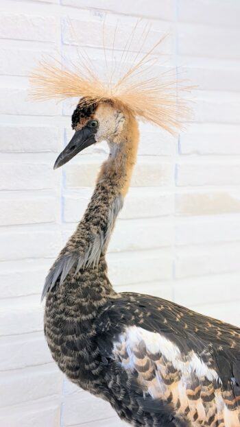 kraanvogel, juveniel
