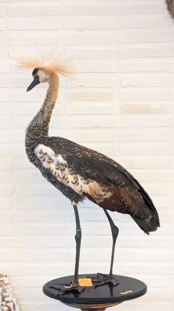 kraanvogel, juveniel - Afbeelding 4