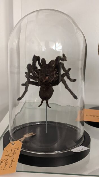 stolp tarantula - Afbeelding 2