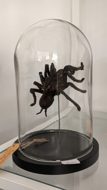stolp tarantula