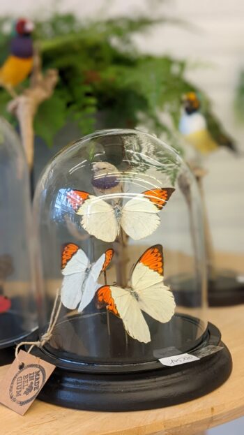 stolp met drie vlinders - Afbeelding 3