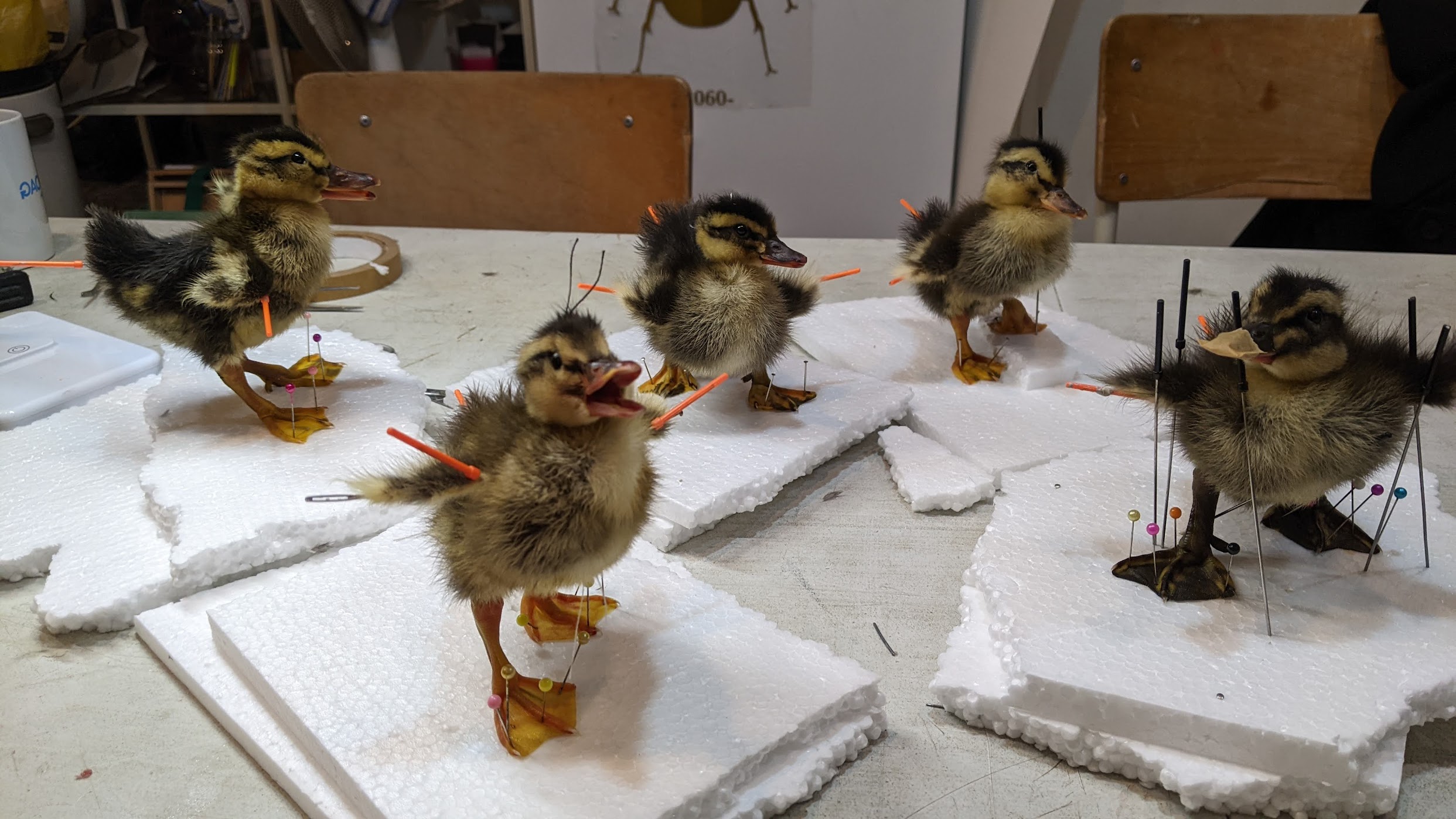 Voorschot workshop eendje zat 22/08/26 11u-18u - Afbeelding 7