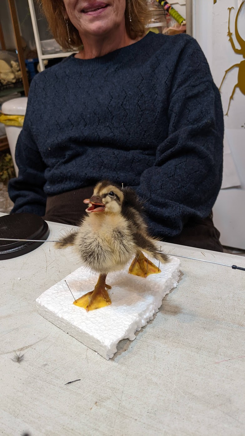 Voorschot workshop eendje zat 22/08/26 11u-18u - Afbeelding 2