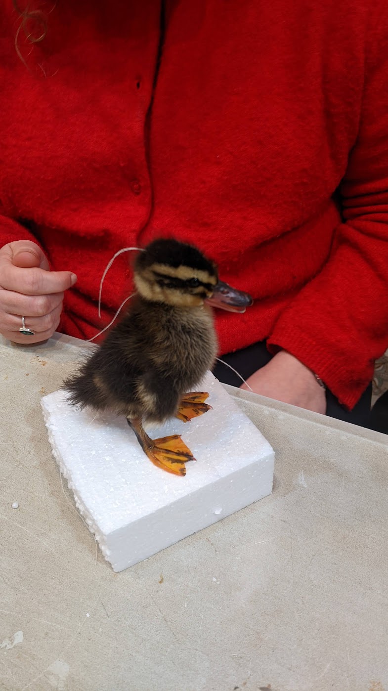 Voorschot workshop eendje zat 22/08/26 11u-18u - Afbeelding 3