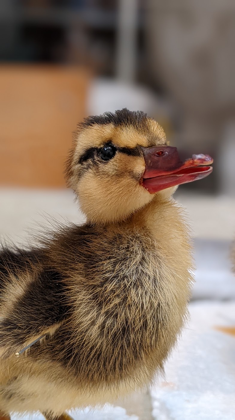 Voorschot workshop eendje zat 22/08/26 11u-18u - Afbeelding 6