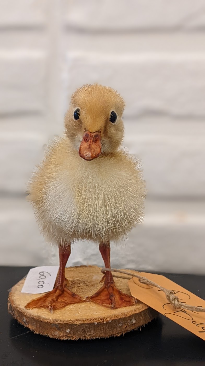 Voorschot workshop eendje zat 22/08/26 11u-18u - Afbeelding 5