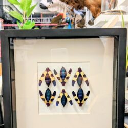 kader blauwe juweelkevers
